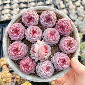 Rare Succulent - Echeveria Red Velvet (mini succulent)