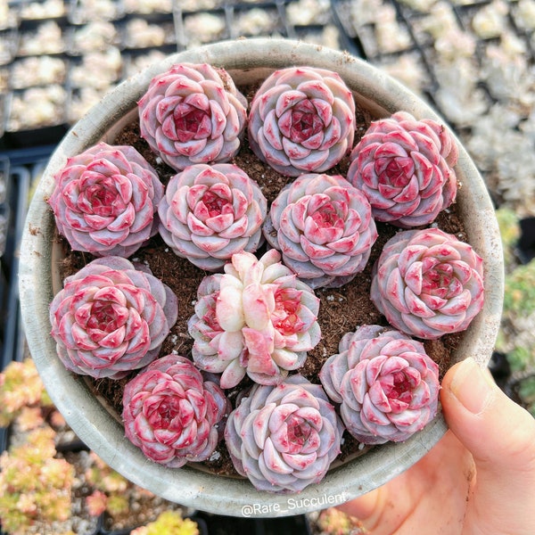 Rare Succulent - Echeveria Red Velvet (mini succulent)