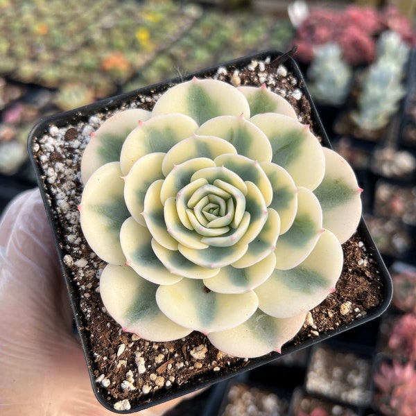 Rare Succulent - Echeveria Lenore Dean (CC)