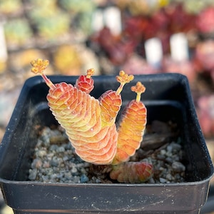 Rare Succulent - Crassula columella