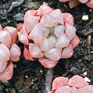 Rare Succulent - Haworthia Obtusa pink/purple