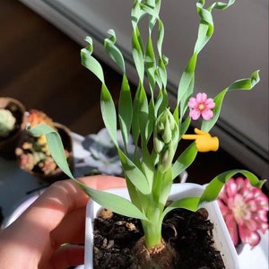 Ornithogalum concodianum/Albuca concordiana Baker bulb - April Farm/Rare Succulents