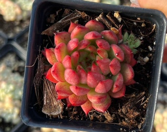 Rare Succulent - Echeveria Red Queen sp