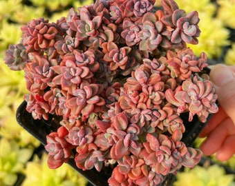 Rare Succulent - Echeveria Pink Family
