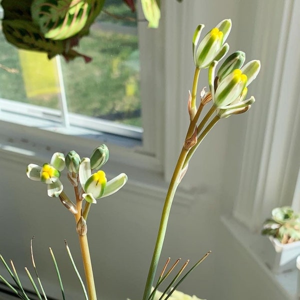 Rare Succulent - Albuca polyphylla bulb