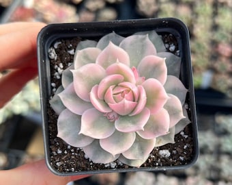 Rare Succulent - Echeveria cv. Onslow variegated