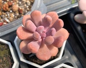 Rare Succulent - Graptoveria 39 Topsy-Debbie 39 Cupid (deep pink)