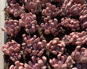 Rare Succulent - Graptoveria 39 Topsy-Debbie 39 Cupid