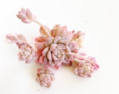 Rare Succulent- Echeveria Variegated Prolifica (green now)