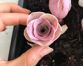 Rare Succulent- Aeonium Aurea ex El Hierro 39 Pink Mountain Rose 39 Greenovia (1 inch, open up and turning green)