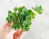 Rare Succulent- Aeonium Dodrentalis Greenovia Mountain Rose