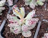 Rare Succulent-Adromischus Cooperi v. Festivus