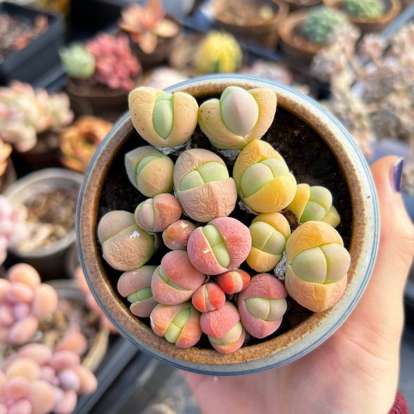 Suculenta rara - Gibbaeum heathii (N.E.Br.) L.Bolus