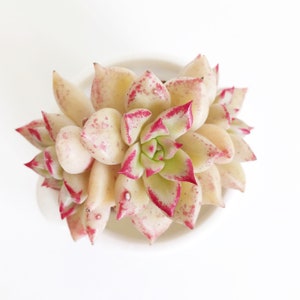 Rare Succulent - Echeveria Arze