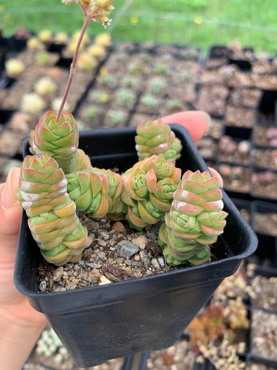 example of a perennial plant Utah Perennial Collection