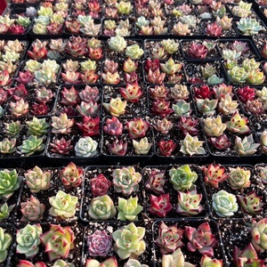 Rare Succulent - Baby succulents/cactus cuttings/pups
