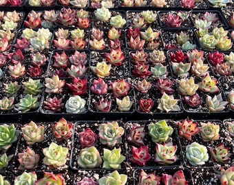 Rare Succulent - Baby succulents/cactus cuttings/pups