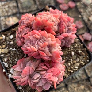 Puede incluir: Primer plano de una peque&ntilde;a maceta de plantas suculentas rosadas y verdes. Las plantas suculentas est&aacute;n dispuestas en un grupo y tienen forma de roseta.