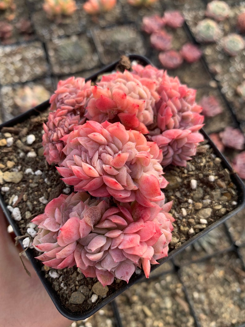 Puede incluir: Primer plano de una peque&ntilde;a maceta de plantas suculentas rosadas y verdes. Las plantas suculentas est&aacute;n dispuestas en un grupo y tienen forma de roseta.