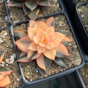 Rare Succulent - Echeveria 'Monocerotis' variegated