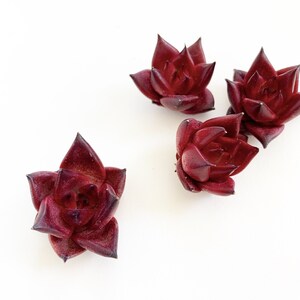 May include: Four small, dark red succulent plants with pointed leaves arranged on a white background.