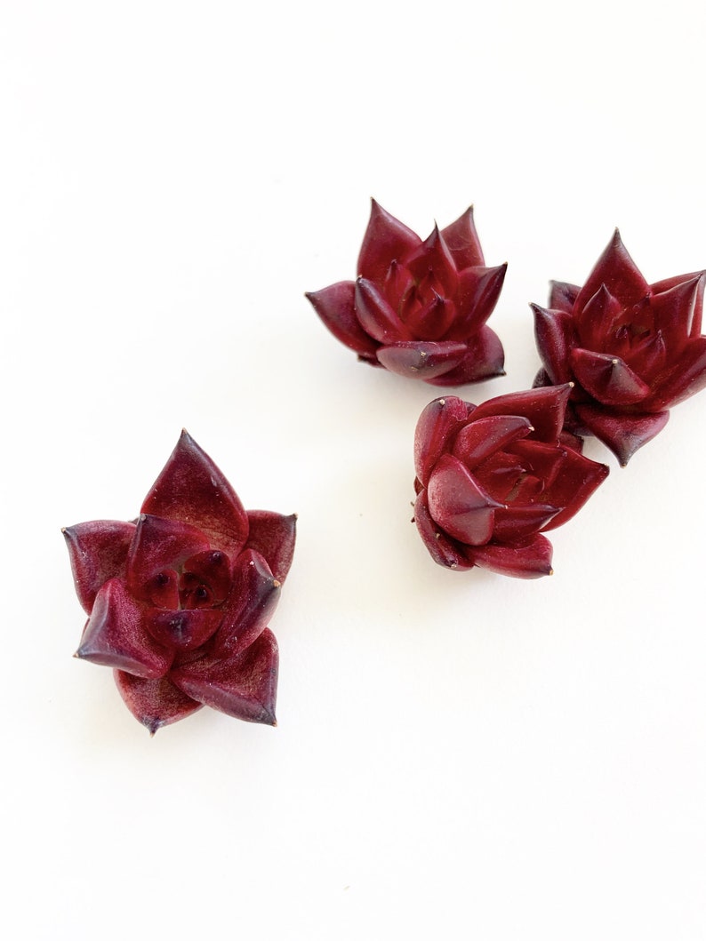 May include: Four small, dark red succulent plants with pointed leaves arranged on a white background.