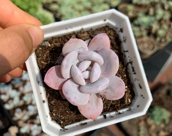 Rare Succulent - Echeveria Lauii