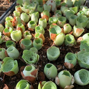 Rare Succulent - Greenovia mix