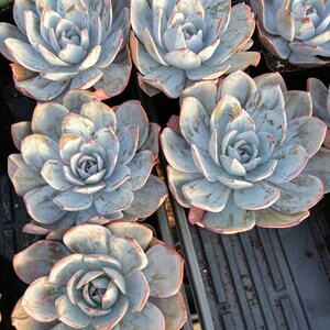 May include: Close-up of several light blue succulent plants with pink edges. The plants are arranged in a black tray, showcasing their rosette shape and textured leaves. The image highlights the natural beauty of these drought-tolerant plants.