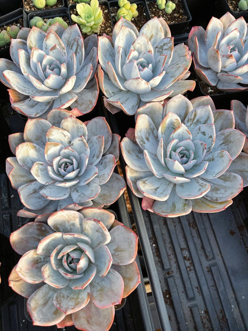 May include: Close-up of several light blue succulent plants with pink edges. The plants are arranged in a black tray, showcasing their rosette shape and textured leaves. The image highlights the natural beauty of these drought-tolerant plants.