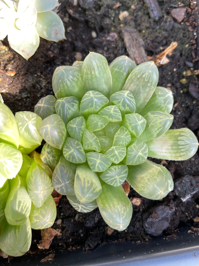 Rare Succuelnt Haworthia Obtuse cv /'Amber\u2019