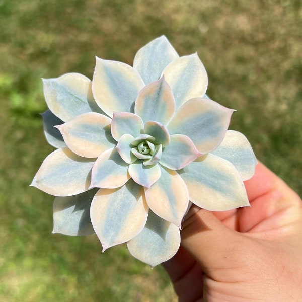 Rare Succulent - Echeveria Subsessilis variegated