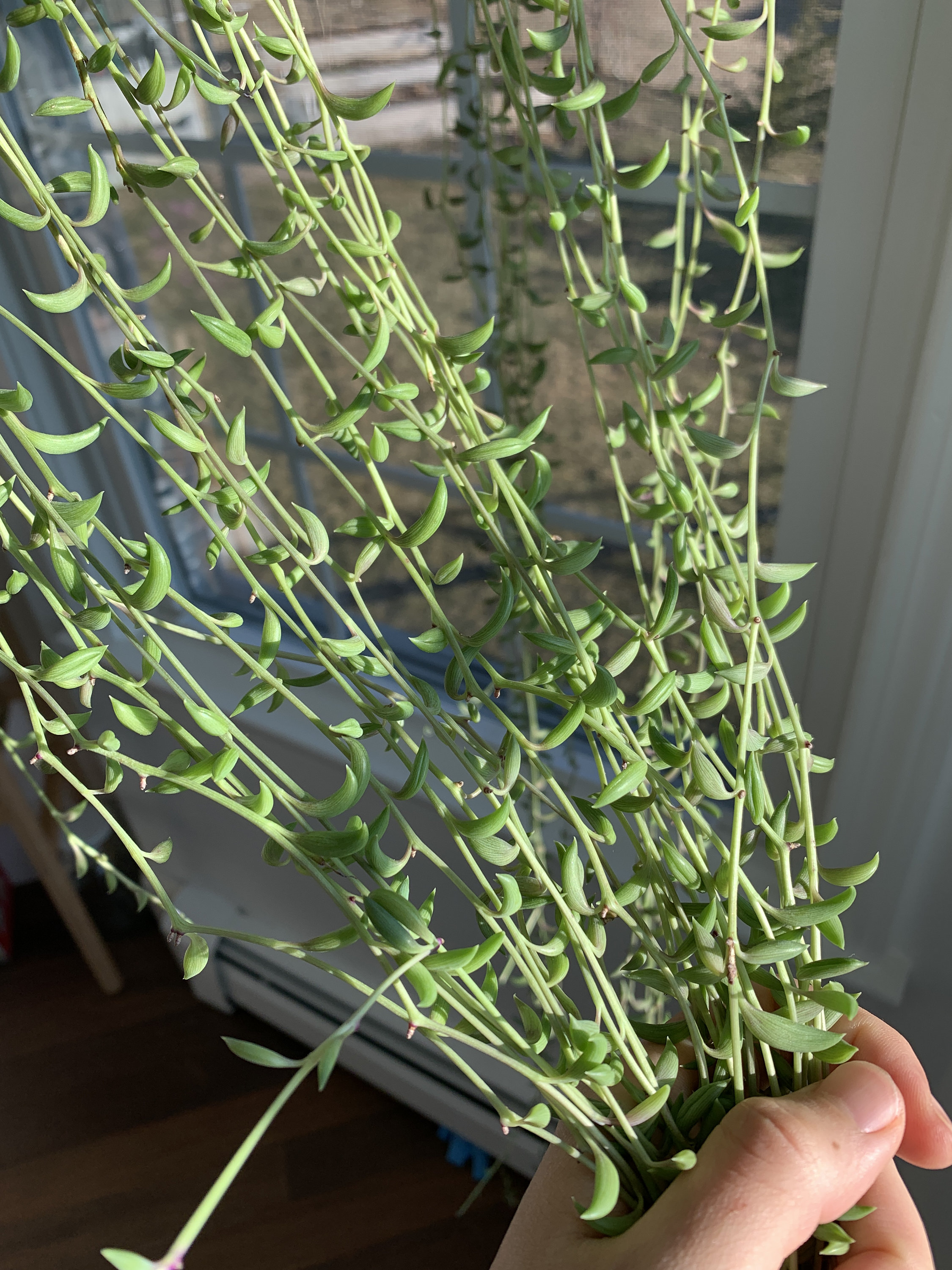 Rare Succulent Senecio Radicans cutting Etsy