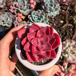 Rare Succulent - Echeveria Red Noble