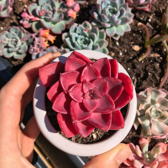 Rare Succulent - Echeveria Red Noble - Etsy