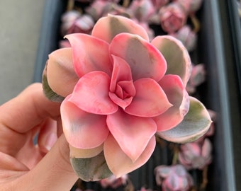 Rare Succulent - Echeveria Rainbow