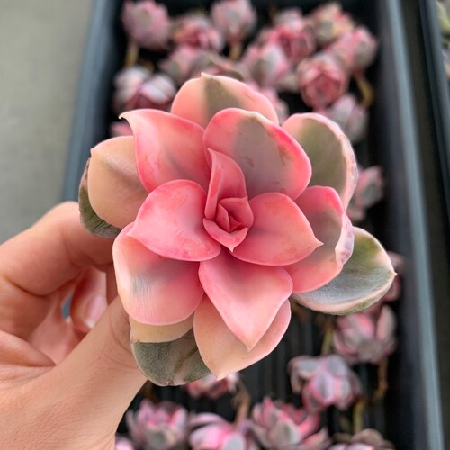 Rare Succulent - Echeveria Rainbow