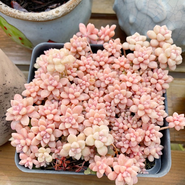 Rare Succulent - Graptopetalum Mirinae small cluster cutting (4-5 heads)