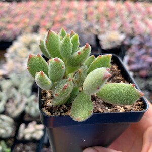 May include: A fuzzy green succulent plant with pointed leaves tipped in reddish-brown, planted in a small black square plastic pot filled with dark potting soil. The plant features a dense, velvety texture across its thick, fleshy foliage.