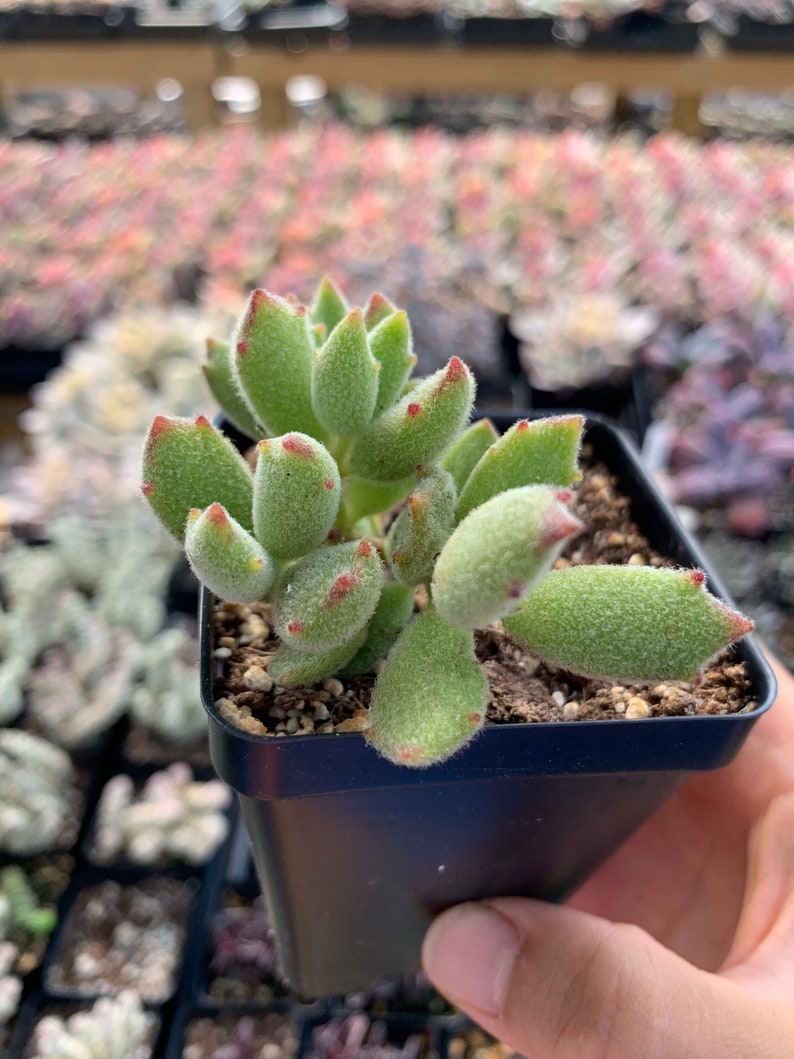 May include: A fuzzy green succulent plant with pointed leaves tipped in reddish-brown, planted in a small black square plastic pot filled with dark potting soil. The plant features a dense, velvety texture across its thick, fleshy foliage.