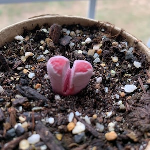 Rare Succulent Lithops optica 'Rubra' image 3