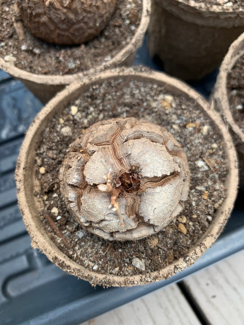 Rare Succulent Dioscorea elephantipes image 3