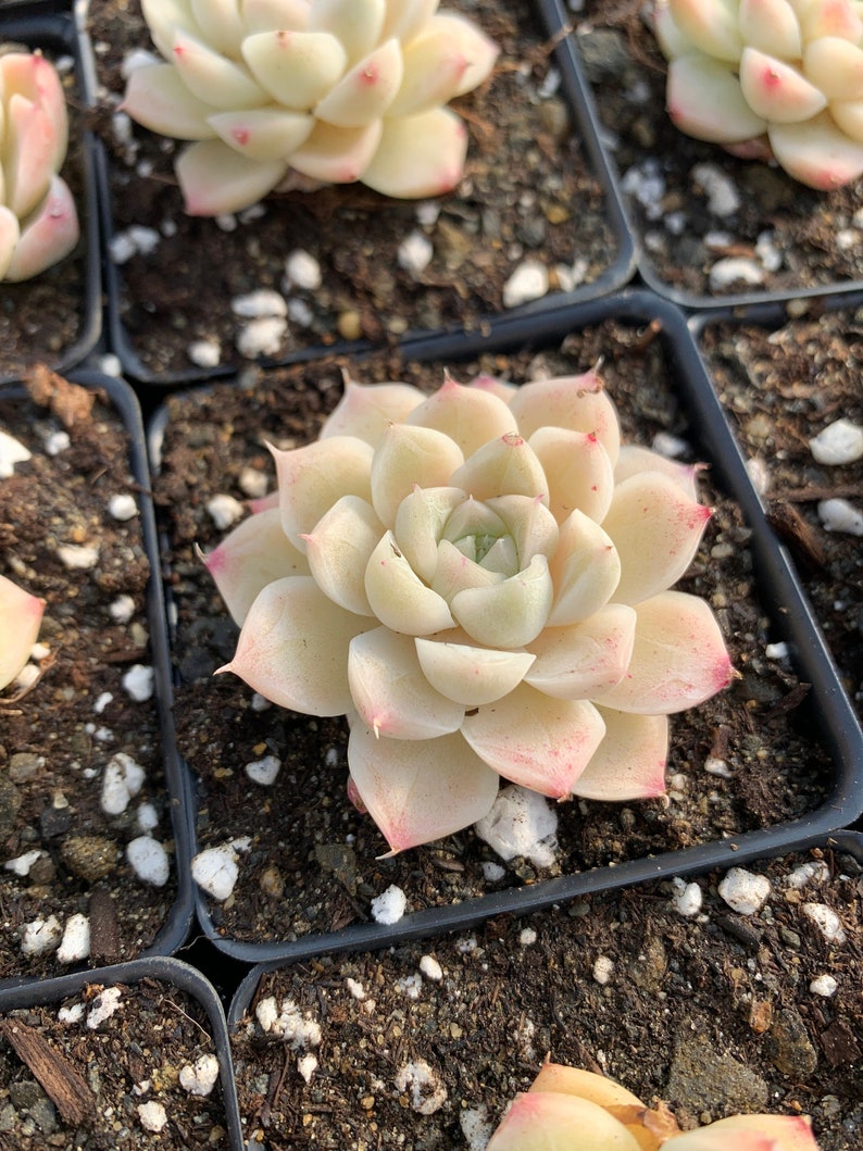 Rare Succulent Echeveria Elegans sp. White Queen mini succulent image 1