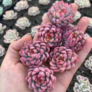 Rare Succulent - Echeveria Variegated Mebina (mini succulent)