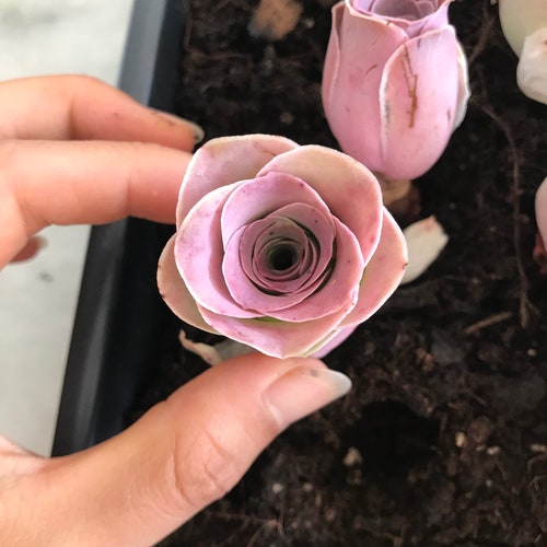 Suculenta rosa de montaña rosa rara - Aeonium Aurea ex El Hierro