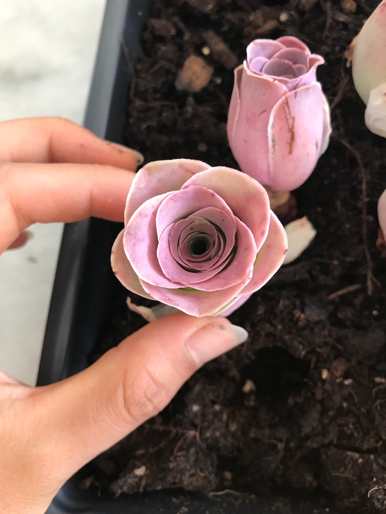 Rare Pink Mountain Rose Succulent - Thumbnail 2