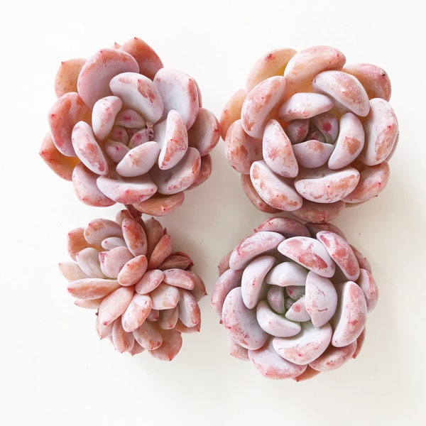 Rare Succulent - Echeveria Pink Monroe