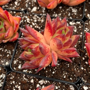Rare Succulent - Echeveria agavoides Orange Ebony