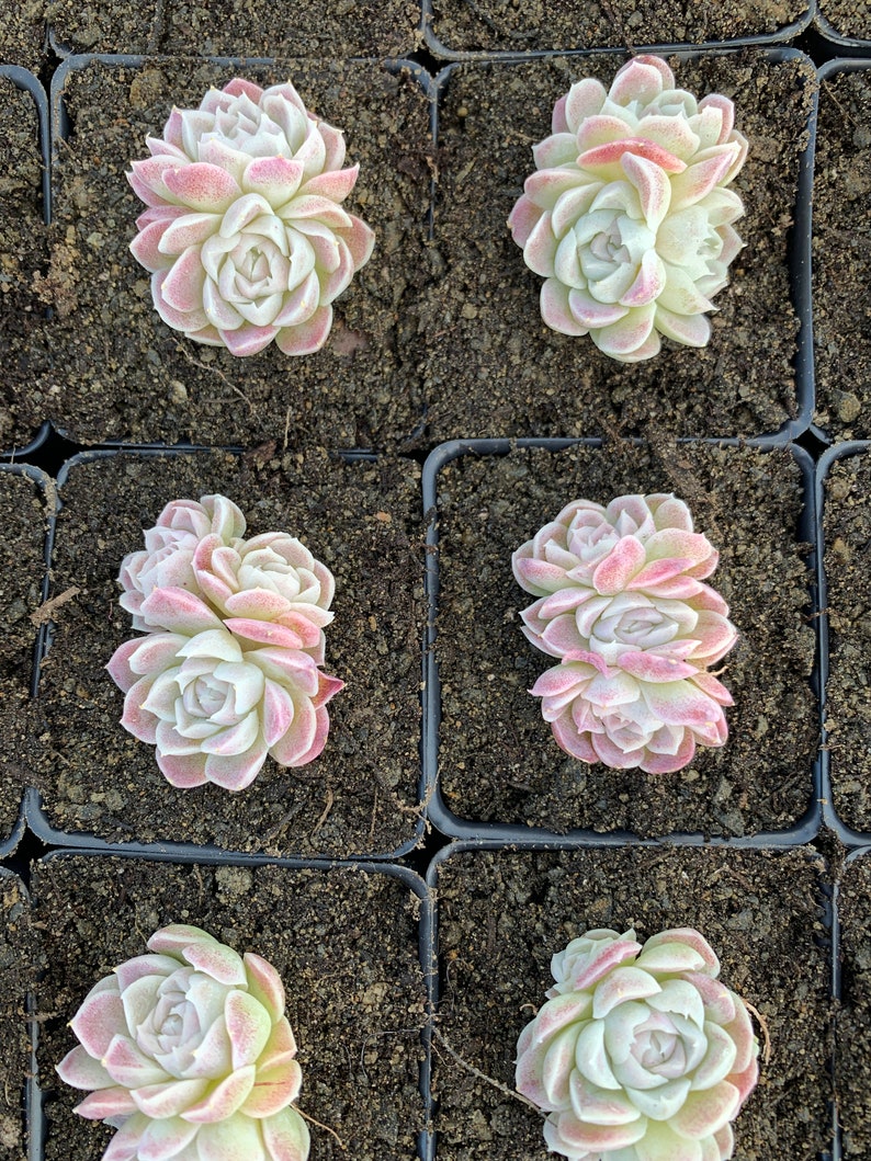 Rare Succulent Echeveria White Elegans sp. image 9