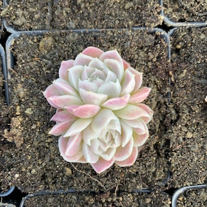 Rare Succulent Echeveria White Elegans sp. image 8